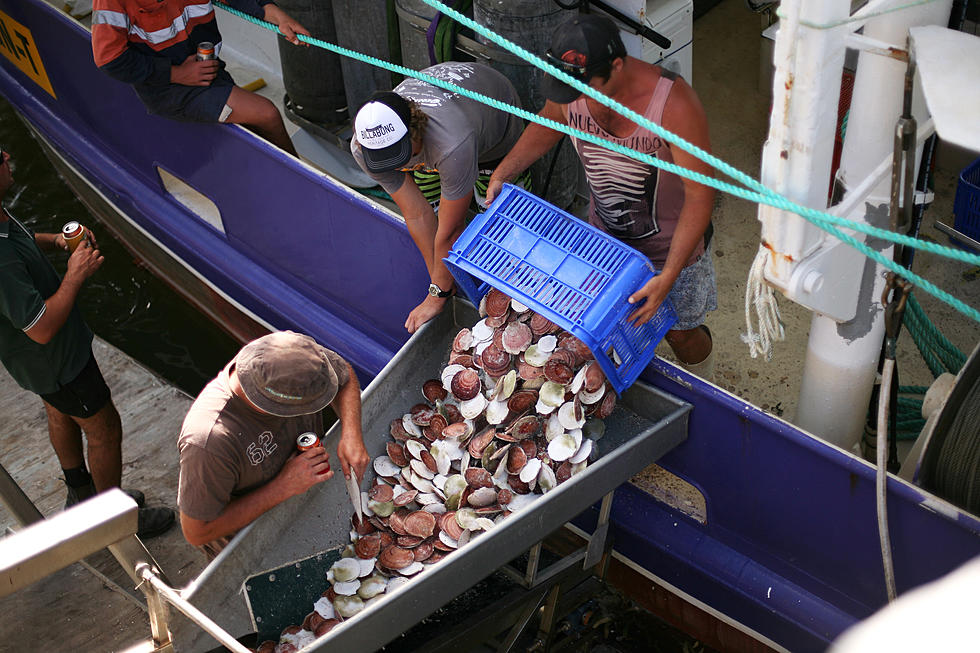 Meetings Planned for Feedback on Scallop Fishery