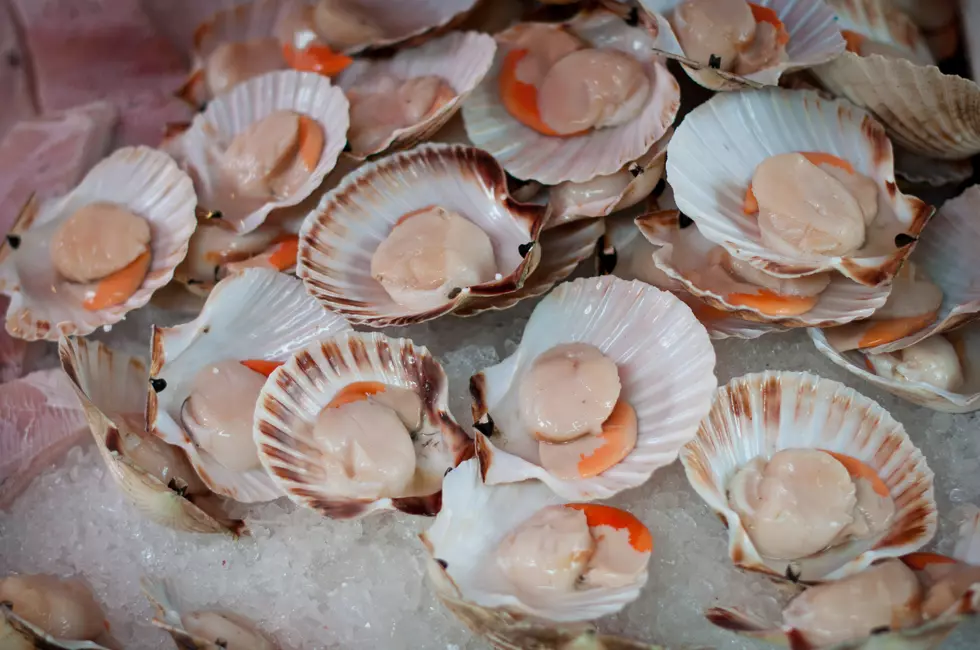 NOAA Proposes Limits on Gulf of Maine Scallops