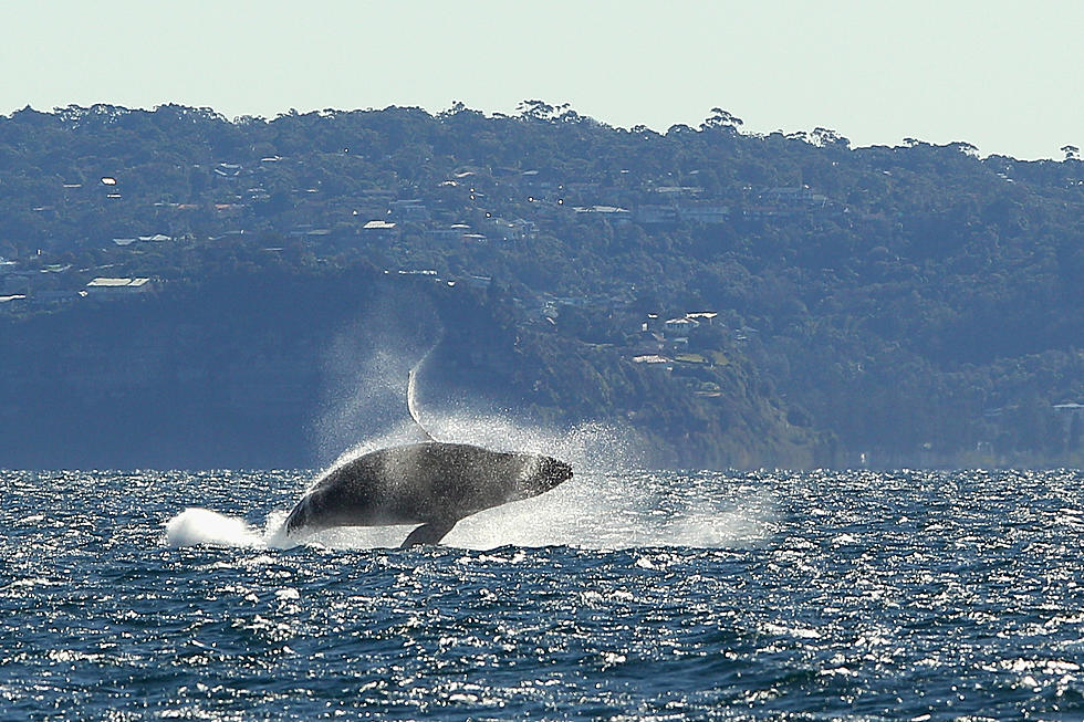 Protected Zone to Help Whales Extended into Mid-March