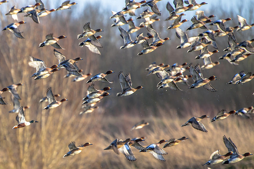 Ducks Unlimited Is Leading the World of Conservation [OPINION]