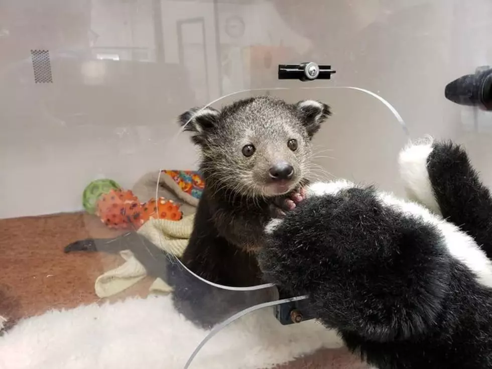 New Baby Binturongs Born at Roger Williams Park Zoo