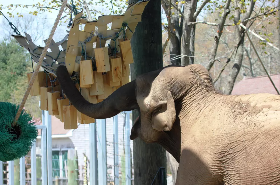 Buttonwood Park Elephants Receive New Enrichment Items
