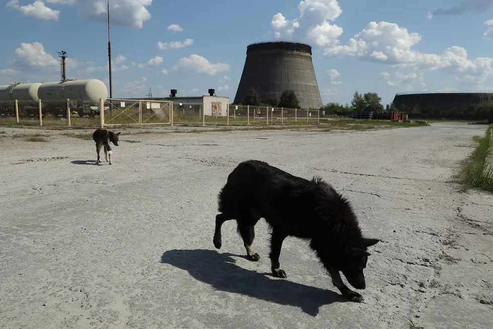 New Bedford's ACO to Help Abandoned Chernobyl Dogs [PHIL-OSOPHY]