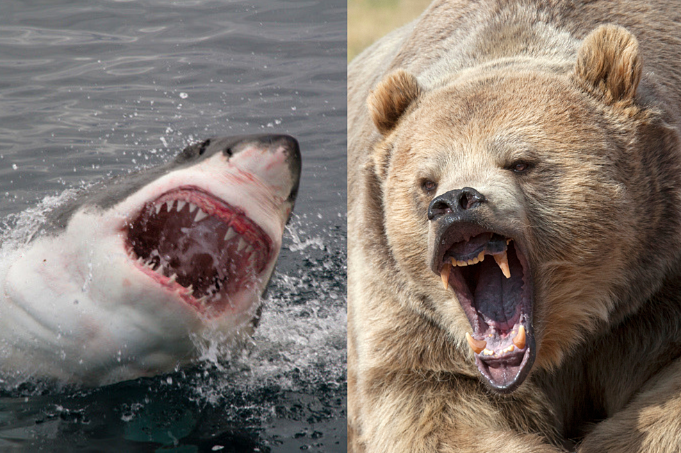Sharks and Bears: Our Summer Future [OPINION]
