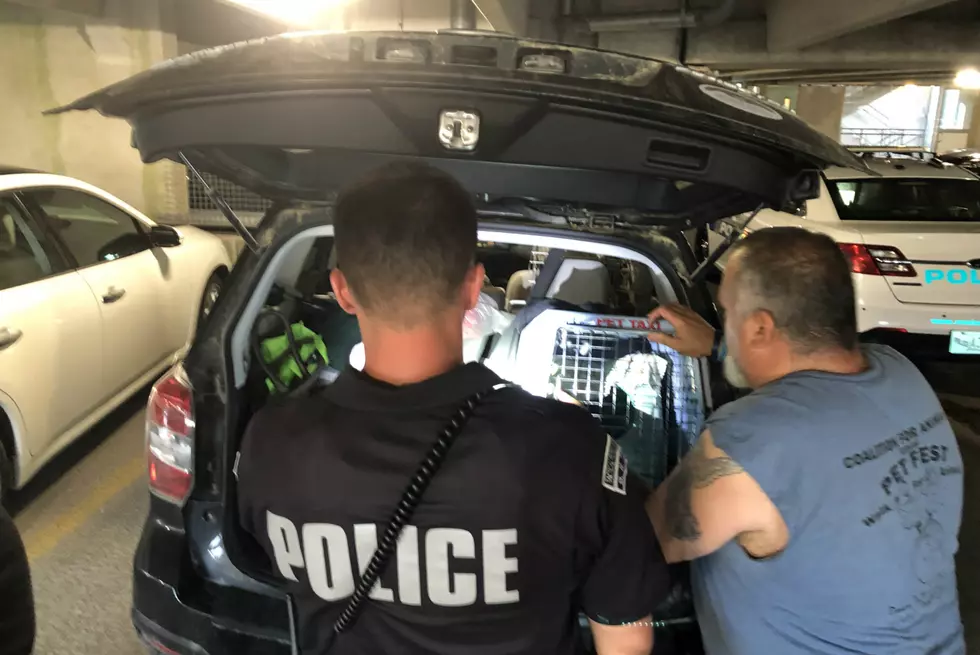 Two Dogs, Parakeet Rescued from Stifling Hot Car During Heat Wave