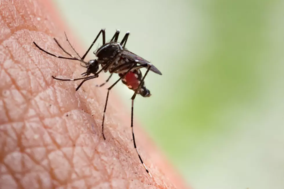 Mosquito Spraying Thursdays in New Bedford