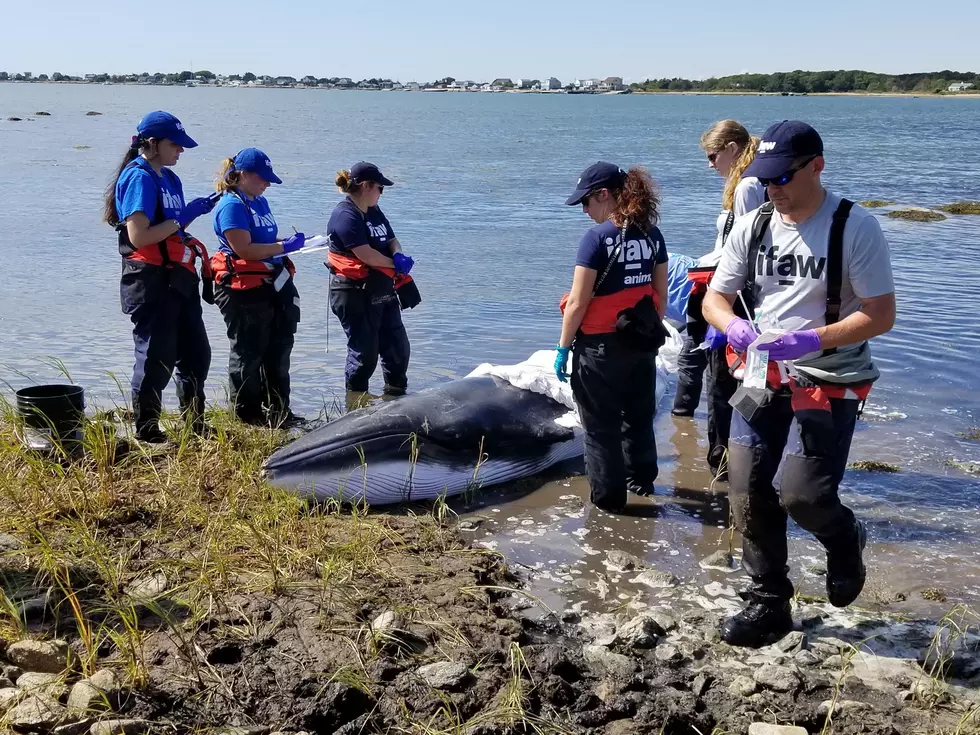 Rescue Workers Forced to Euthanize Stranded West Island Whale
