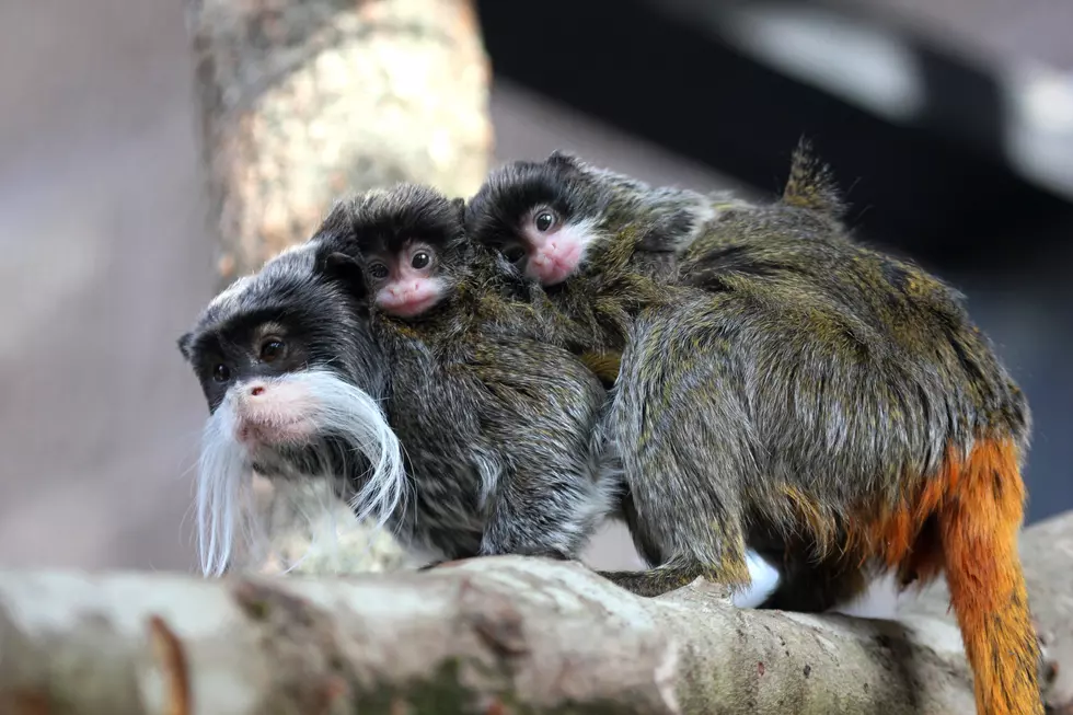 BP Zoo Welcomes Baby Bearded Emperor Tamarins