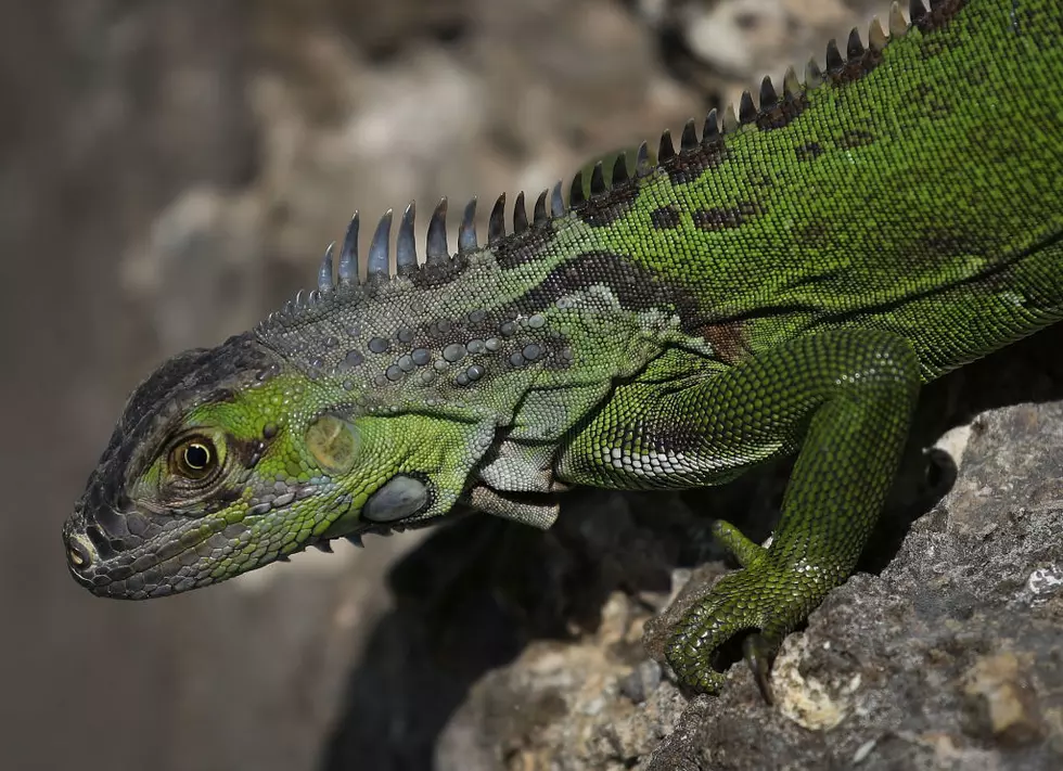 Watch out for Falling Iguanas [OPINION]