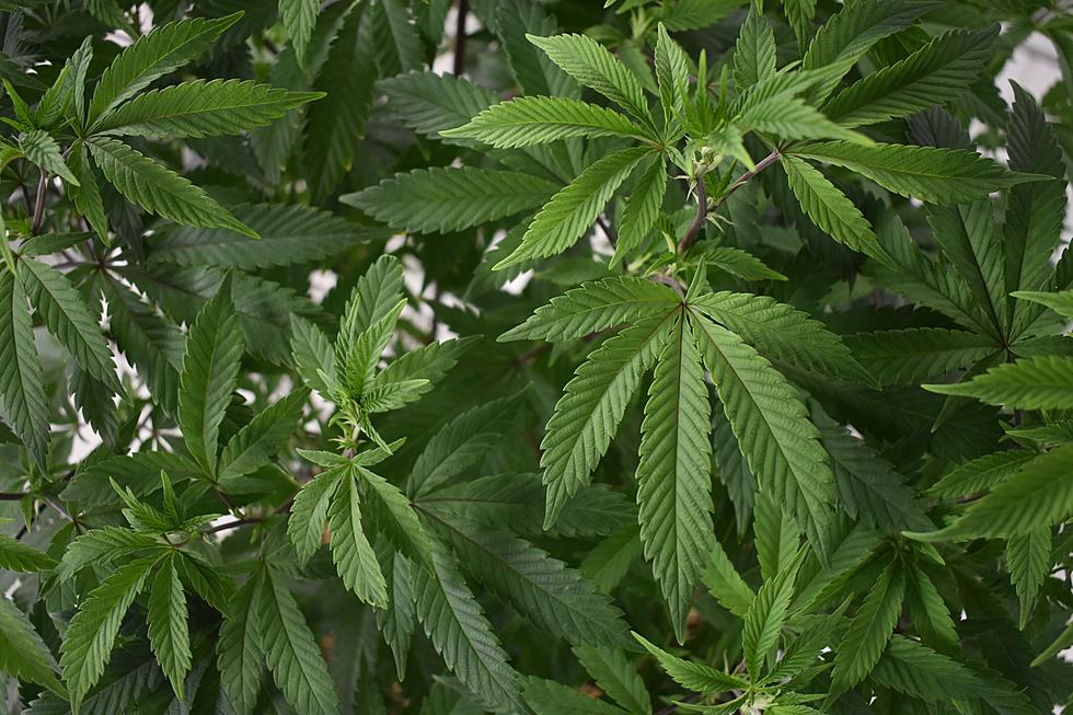 Marijuana Home Delivery Idea Goes Too Far, Lawmakers Say