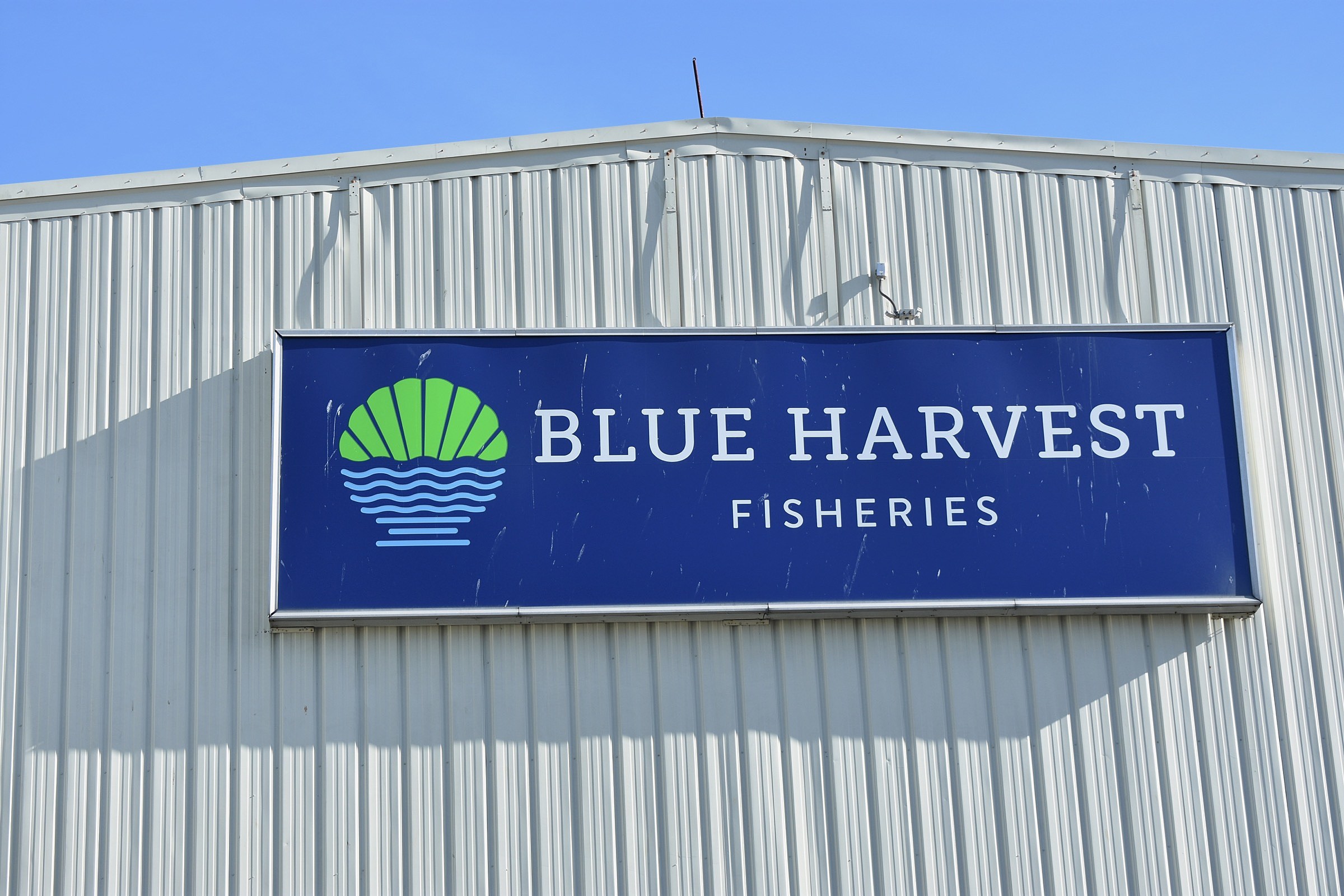 blueharvest website