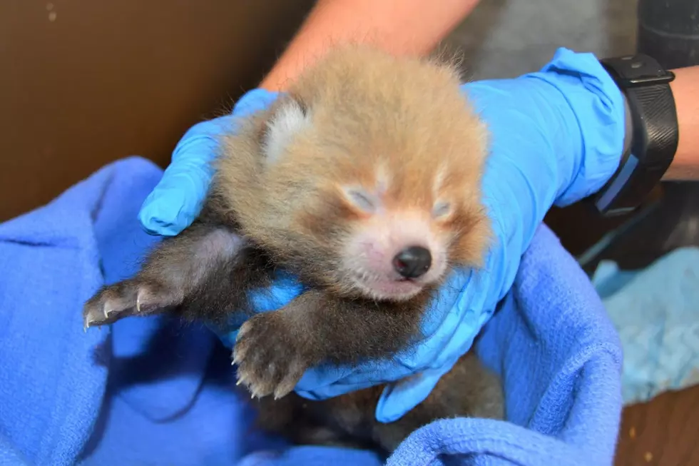 Baby Red Panda Born at Buttonwood Park Zoo [VIDEO]