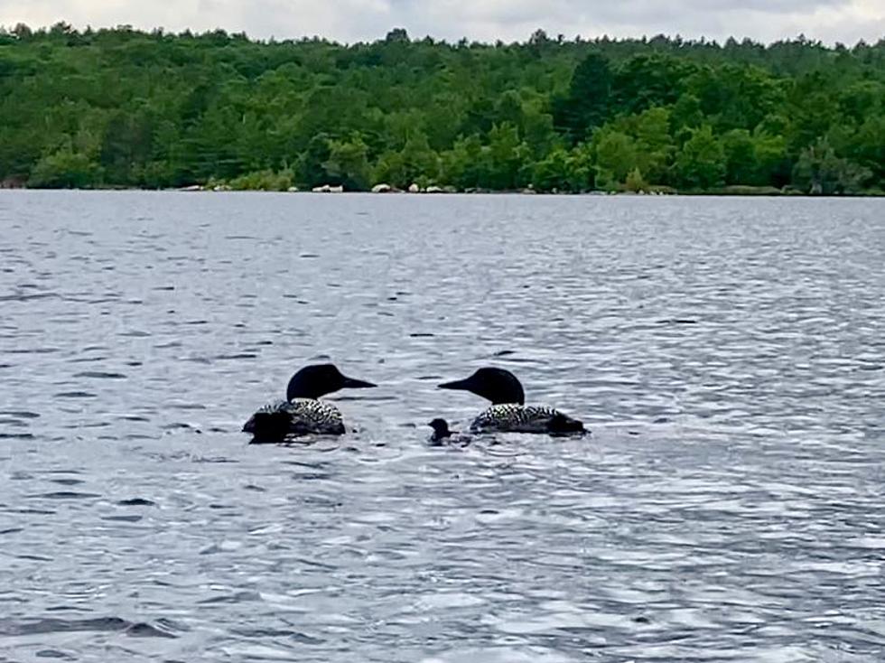 SouthCoast Loon Chick Hatches, Marking Conservation Gain