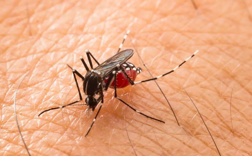 Fall River Mosquitoes Test Positive for West Nile Virus