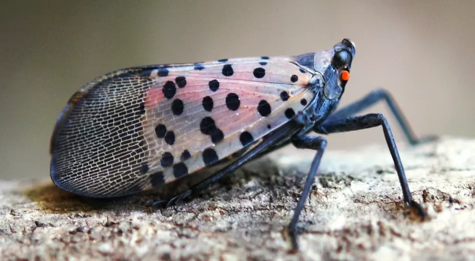 Dead Invasive Spotted Lanternflies Found in Massachusetts