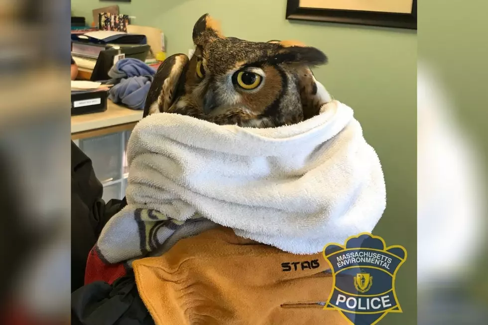 Great Horned Owl Rescued From Mattapoisett Soccer Net