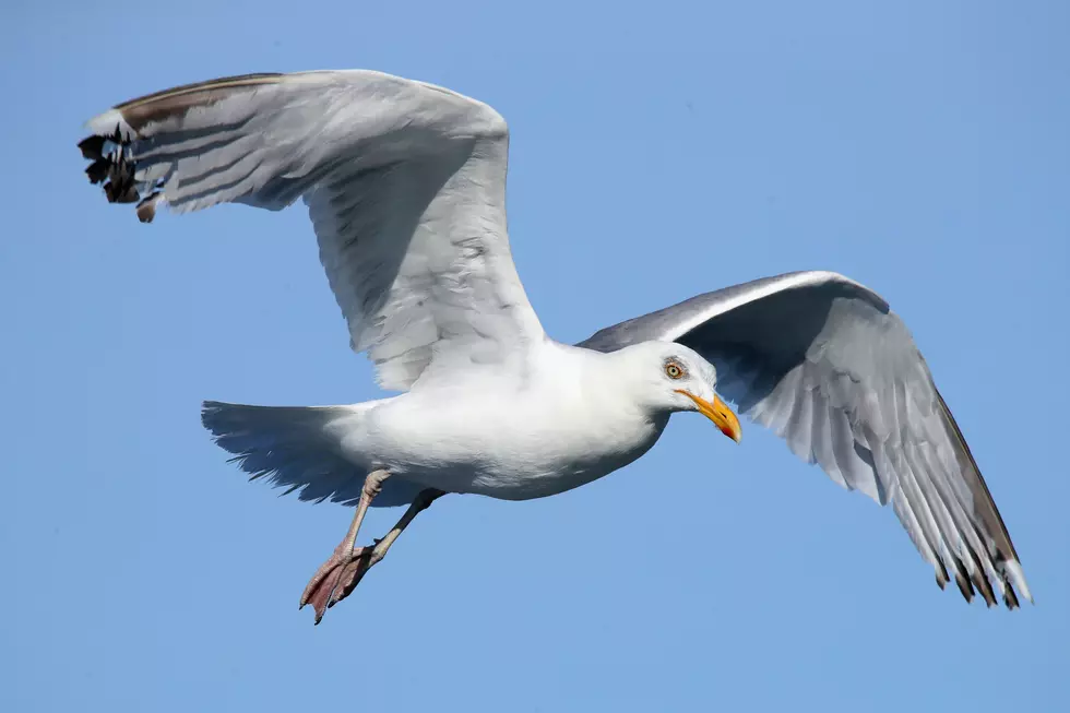 SouthCoast Seagulls Are Hardly Bird-Brained [PHIL-OSOPHY]