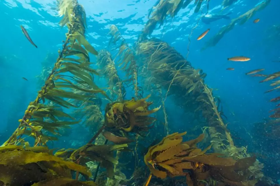 Kelp Takes Center Stage at Virtual Seafood Summit