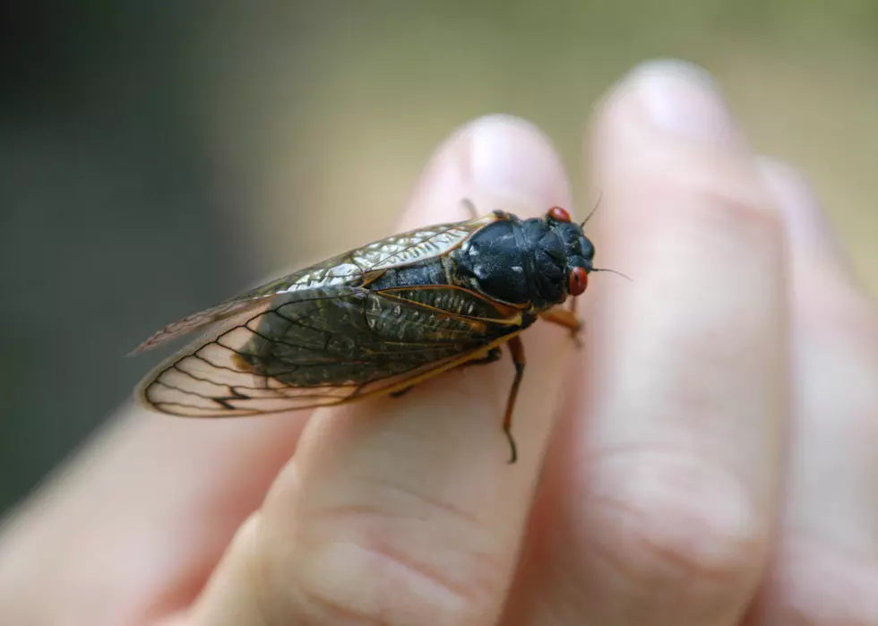 Cicada Makes Impressive Personal Symbol [PHIL-OSOPHY]