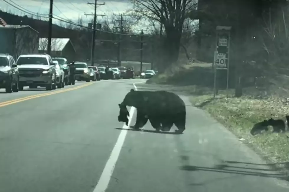 Mama Bear Video Shows All Mothers Are the Same [PHIL-OSOPHY]