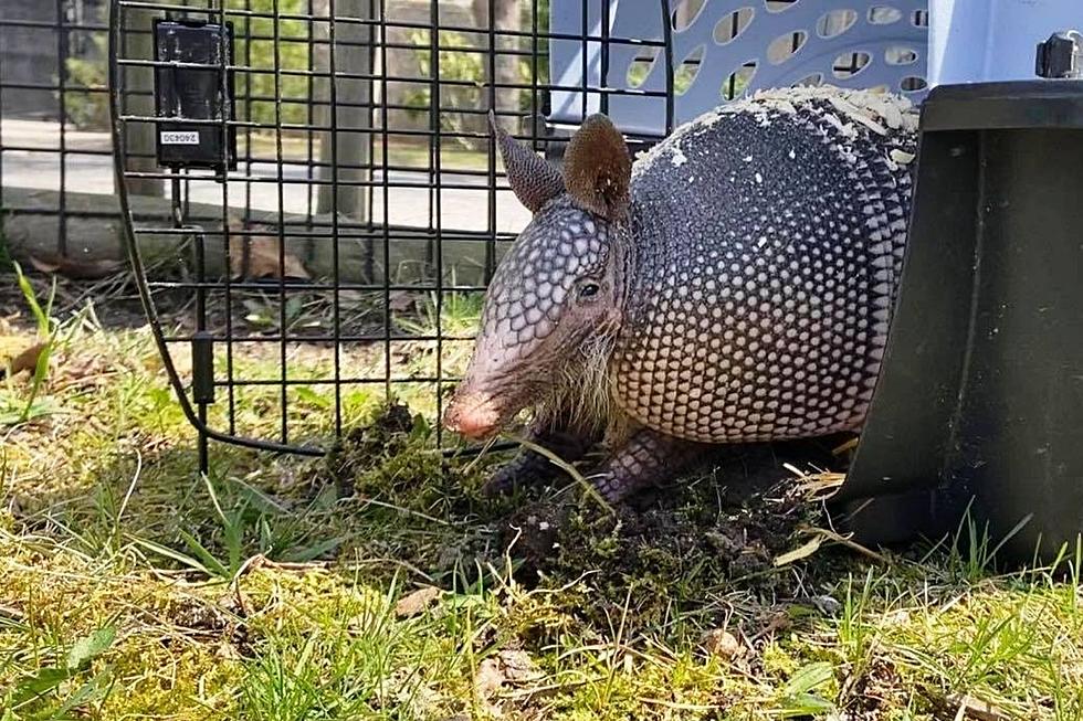Meet Pecan the Armadillo at Buttonwood Park Zoo