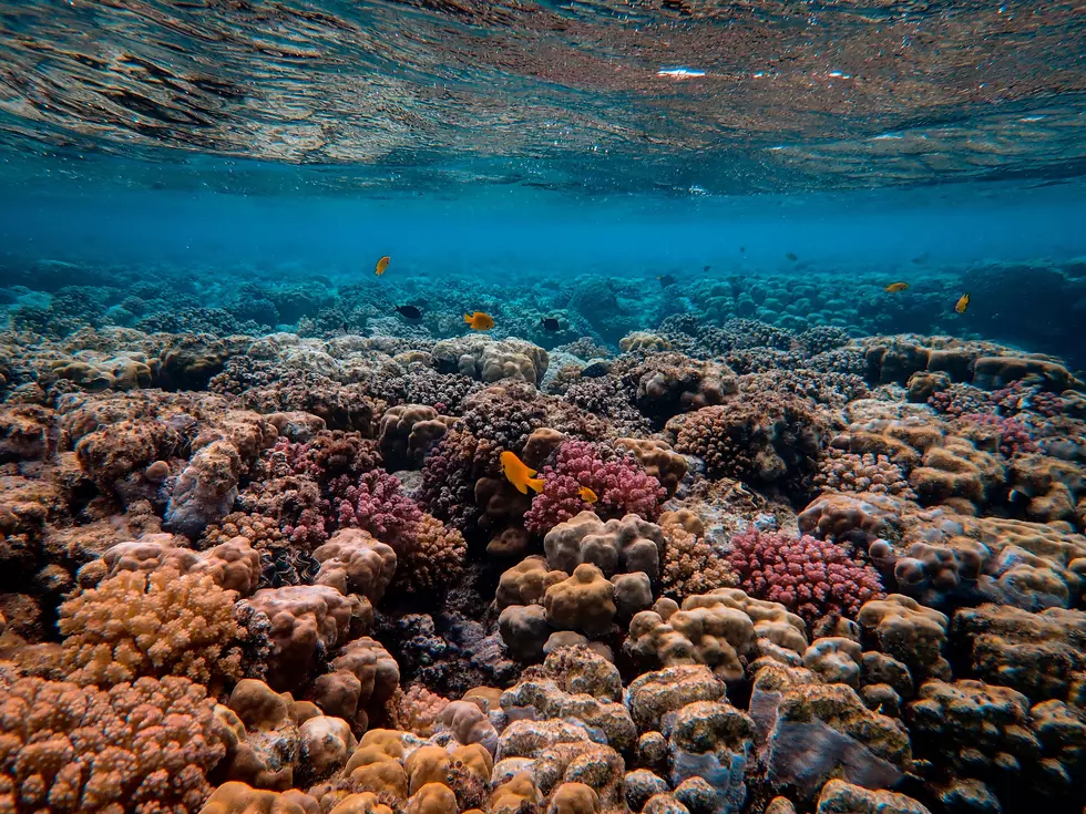 Coral Reef Sprouting on Cape Cod [PHIL-OSOPHY]