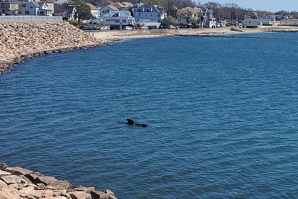 A Pilot Whale&#8217;s Last Hours in New Bedford [OPINION]