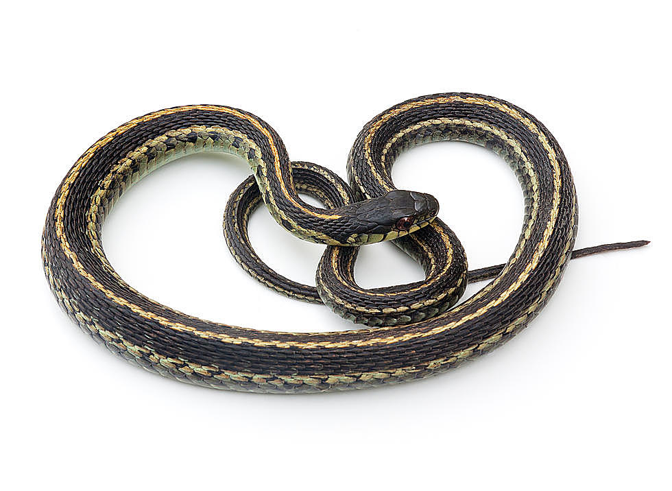 https://townsquare.media/site/518/files/2021/06/attachment-eastern-garter-snake.jpeg?w=980&q=75