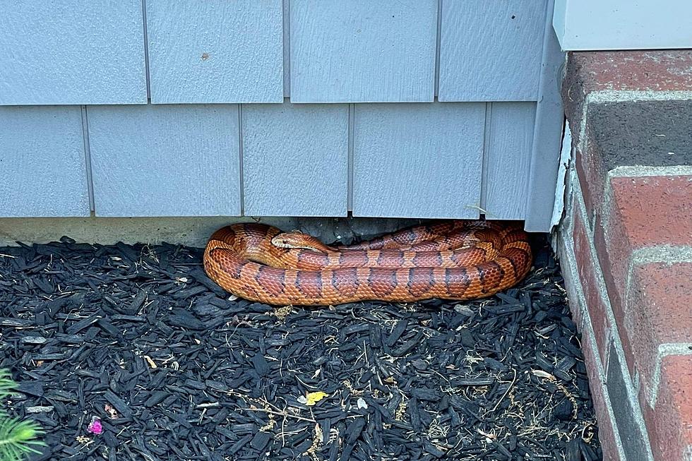 No Longer on a Plane: Snakes Spotted in Dartmouth