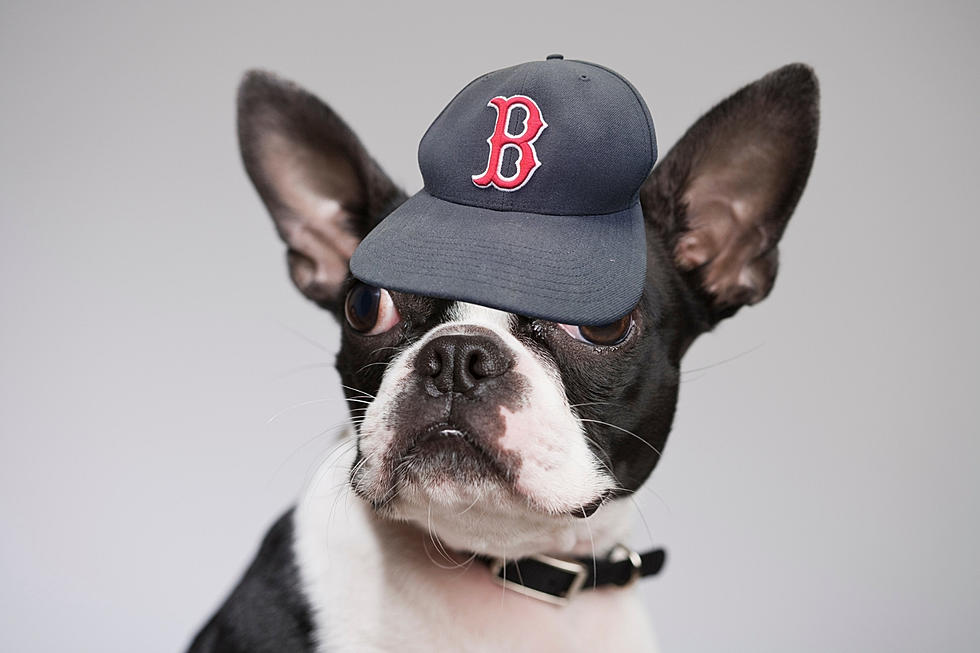 Does Your Dog &#8216;Bahk&#8217; With a Boston Accent?
