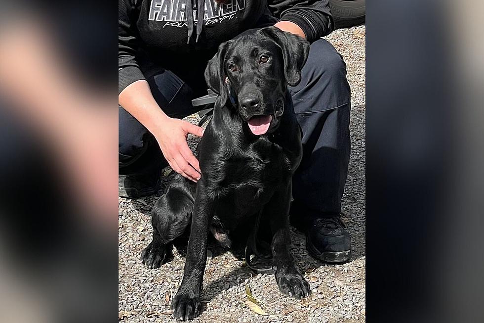 Fairhaven Police Choose New K-9 Puppy