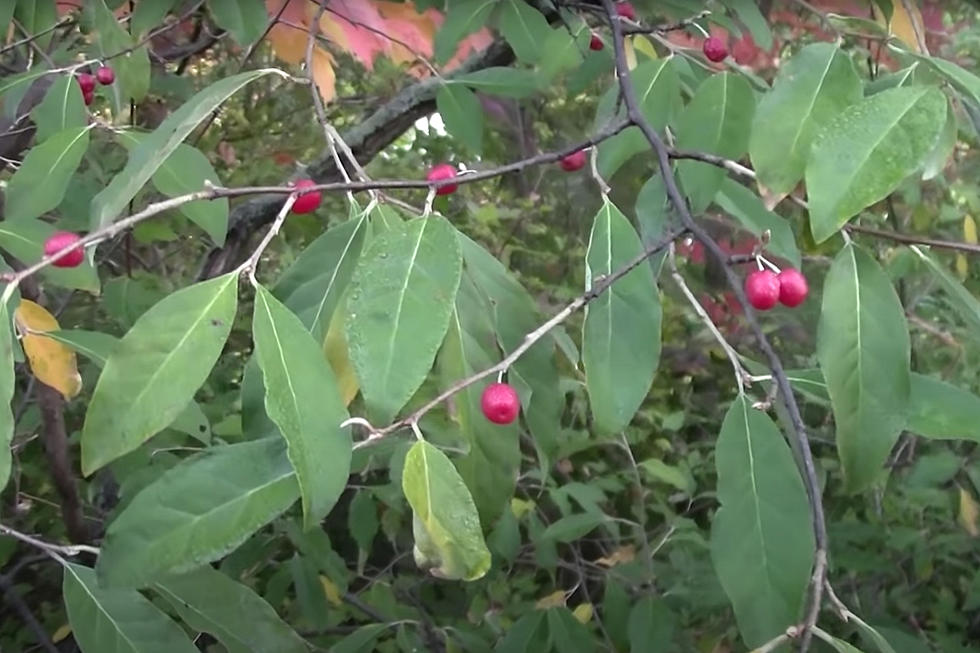 Have a Taste of a Dartmouth Autumn Olive