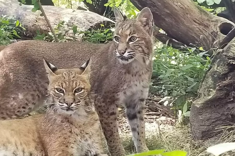 Buttonwood Park Zoo via Facebook