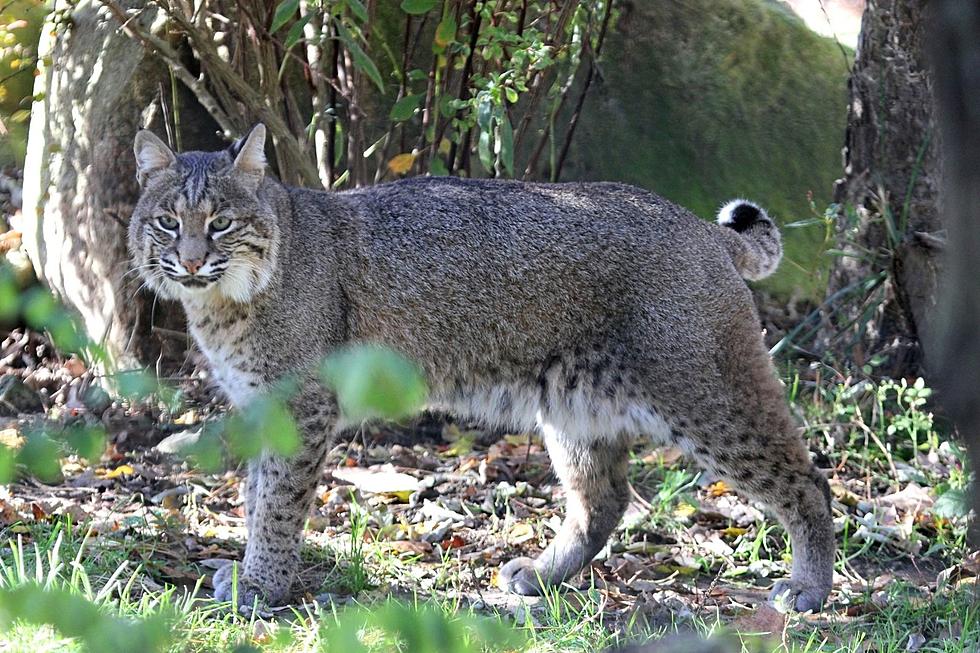 Buttonwood Park Zoo Mourns the Loss of Second Bobcat This Year