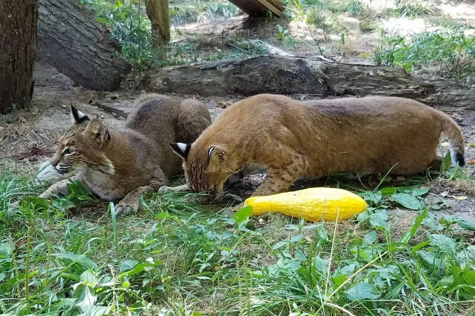 Buttonwood Park Zoo via Facebook