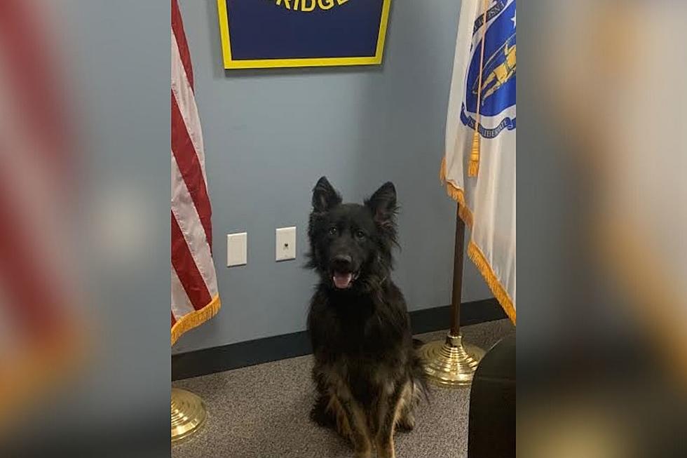 West Bridgewater Officers, K9 Assaulted With Taser