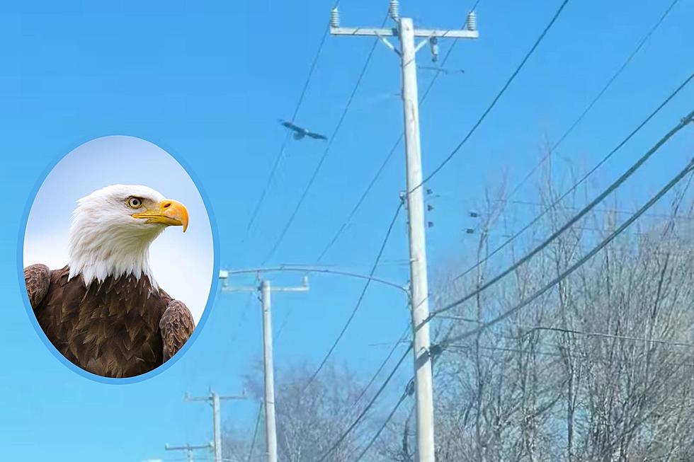 New Bedford Woman Trailed By Eagles, Hawks and Cardinals for a Reason