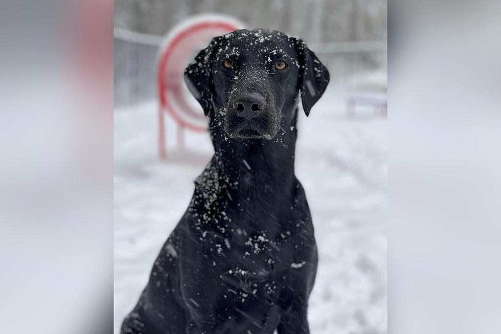 Dartmouth Black Lab&#8217;s Excellent Cross-Country Adventure