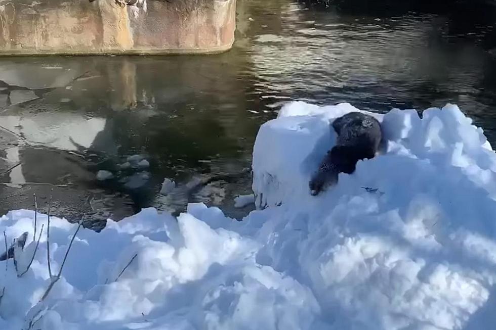 How New Bedford’s Zoo Animals Weather a Blizzard