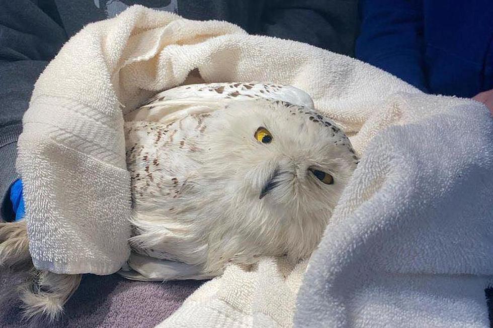 New England Wildlife Center Reports Rescued Snowy Owl Has Died