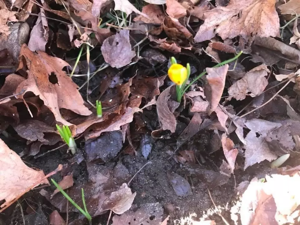 When Massachusetts Can Expect To See First Signs Of Spring