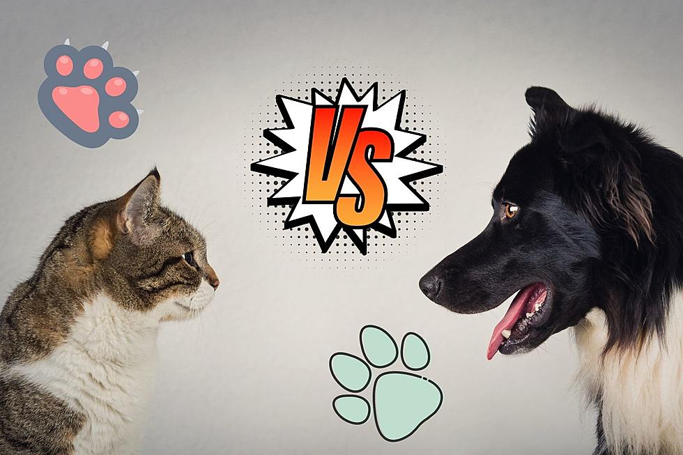 Does New Bedford Prefer Cats or Dogs as Pets?