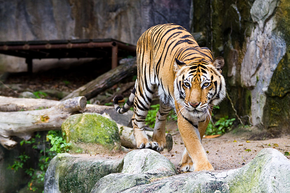 New Bedford Zoo Director: Tiger Incidents Result of "Idiocy"