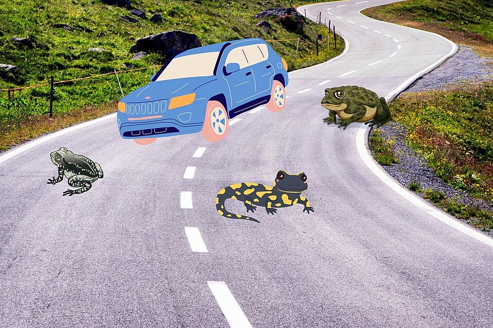 It's the Season for Amphibians on the Roads