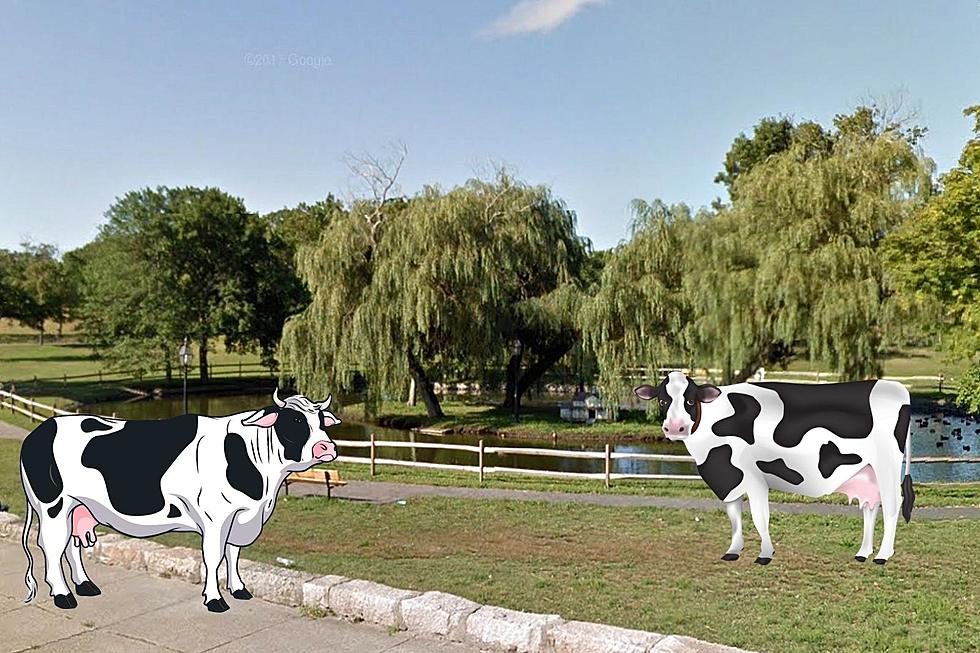 When Cows Grazed at New Bedford’s Brooklawn Park