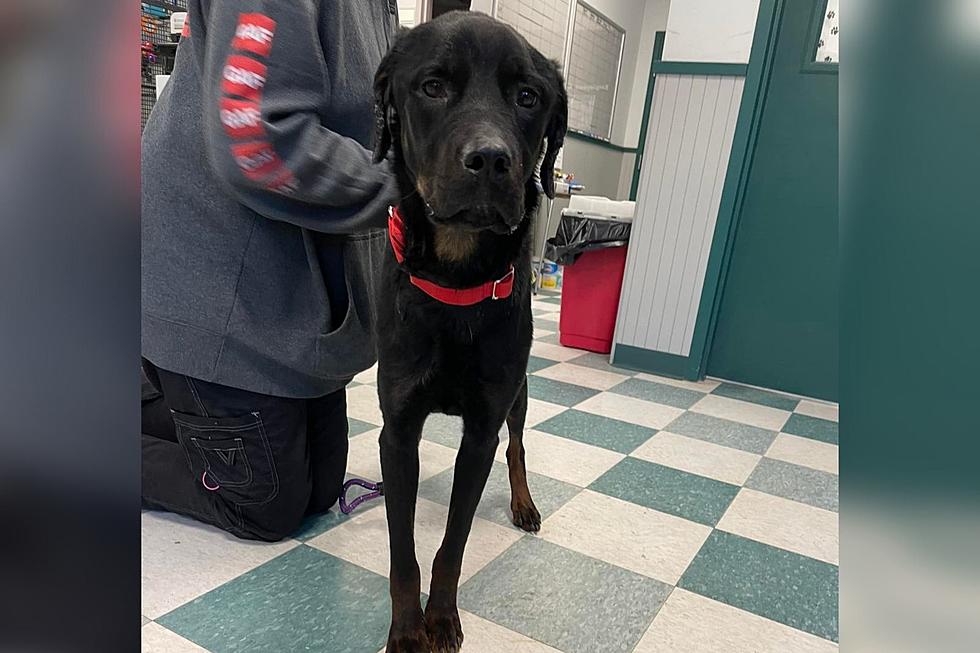 Emaciated Rottweiler Found in Dartmouth