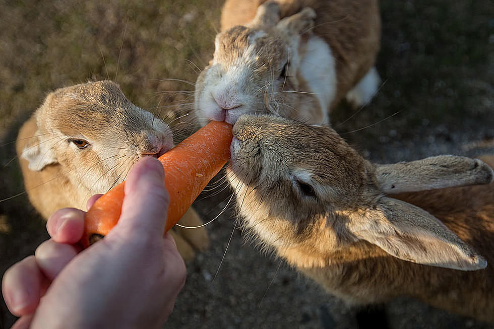 Fairhaven Animal Officer: Live Bunnies Are Not Good Easter Gifts