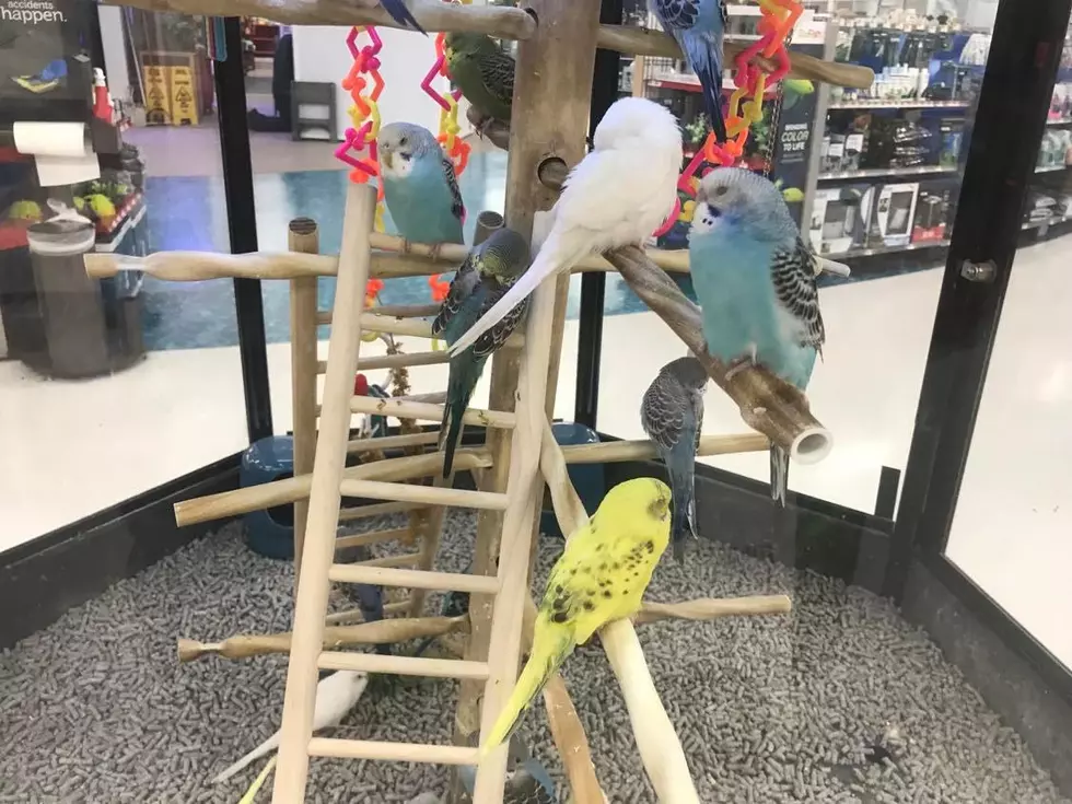 Parakeets were a popular pet on the SouthCoast in the 1960s and '70s, but not so much anymore.