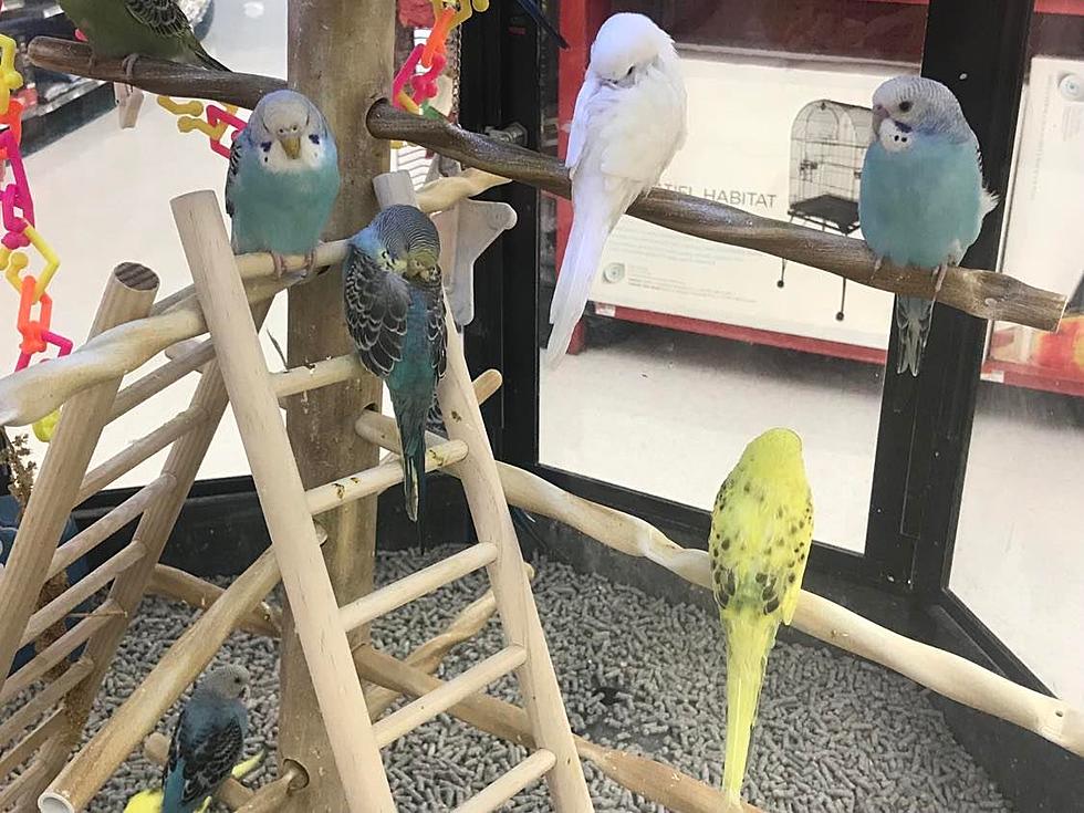 Parakeets Were Once a Popular SouthCoast Pet