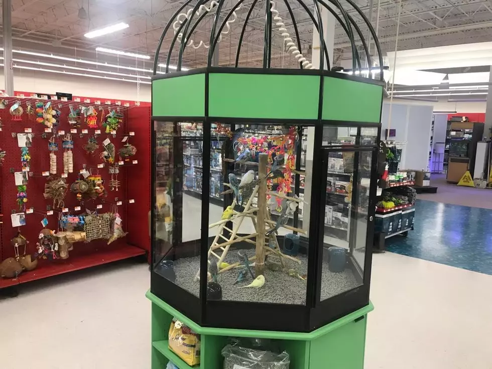 Parakeets were a popular pet on the SouthCoast in the 1960s and '70s, but not so much anymore.